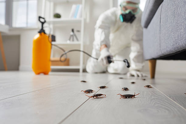 Commercial Rodent Management in Westmont